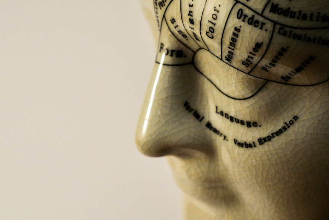 Ceramic bust of human head showing areas of the brain responsible for different functions.